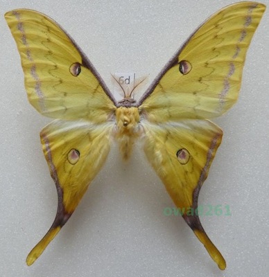 Actias sinensis samiec Wietnam 79mm6b