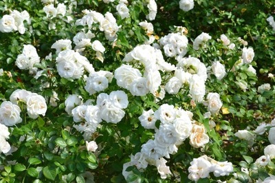 róża pnąca biała