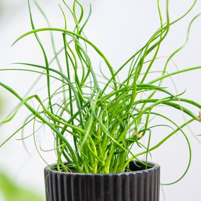 Juncus Effusus 'Spiralis' - Sit Rozpierzchły Spiralny - DŁUGIE CIENKIE Pędy