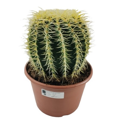 Kaktus ECHINOCACTUS GRUSONII doniczka 20 cm