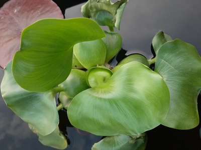 Hiacynt wodny ( roślina pływająca)
