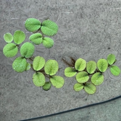 Salvinia Natans - roślina do akwarium