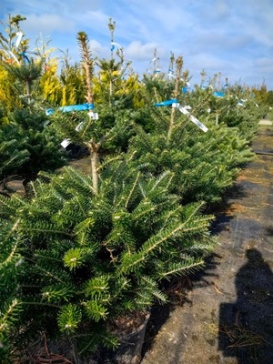 Jodła Koreańska - Abies koreana - duża zdrowa sadzonka