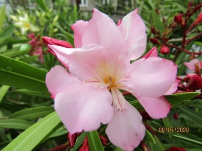 Oleander Eurydyka