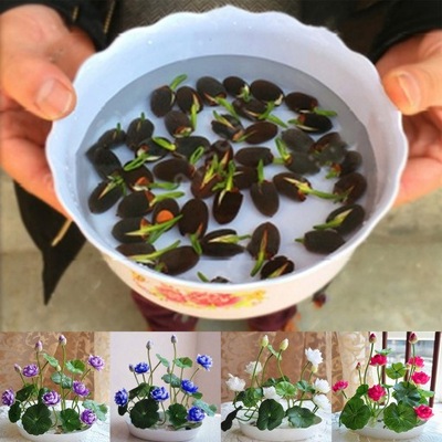 1 worek miski nasion lotosu Mini rzadki mix kolorów naturalny kwiat