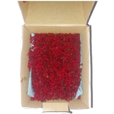 Żywa Ochotka Wędkarska Haczykowa 100g