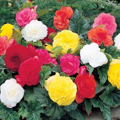Begonia bulwiasta Nonstop Mix KOLORÓW