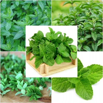 NASIONA MIĘTA mieszanka gatunków a