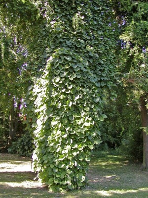 KOKORNAK WIELKOLISTNY - ARISTOLOCHIA DURIOR