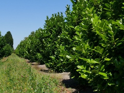 Laurowiśnia wschodnia 'Rotundifolia' NR 1675