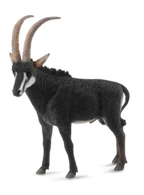 ANTYLOPA OLBRZYMIA - SAMIEC, COLLECTA