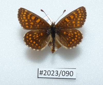 Motyl Melitaea aurelia samiec.