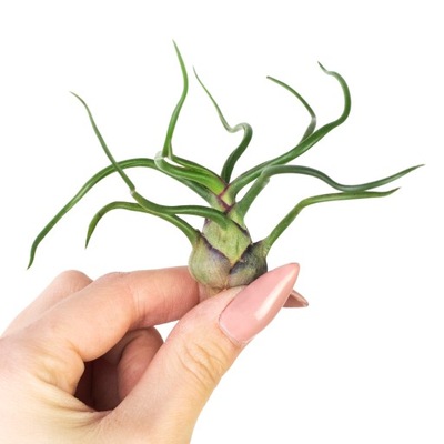 Tillandsia bulbosa OPLĄTWA - poskręcane liście