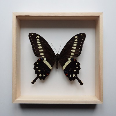 motyl w gablotce 16x16 Papilio lormieri