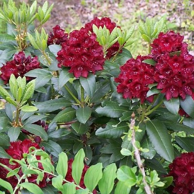 Rododendron Kali