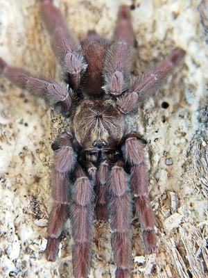 Psalmopoeus ecclesiasticus (SpidersForge)