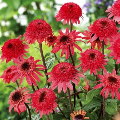 Jeżówka Pełna 'Raspberry Truffle' sadzonka w doniczce C2