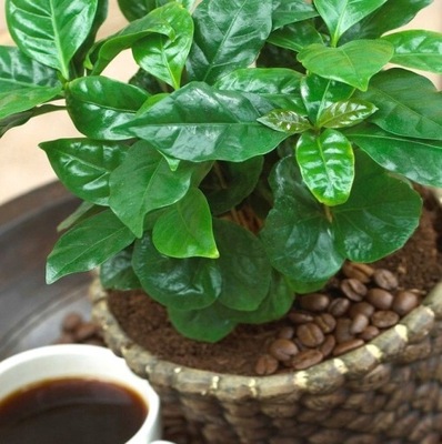 Coffea arabica - AROMATYCZNA KAWA