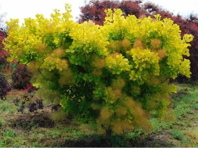 Perukowiec Żółty "cotinus" GOLDEN LADY