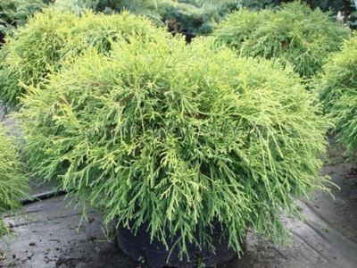 Cyprys "cupressus" SUNGOLD 3-Letni