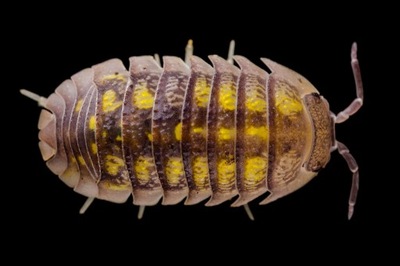 Isopody Armadillidium granulatum 10 sztuk