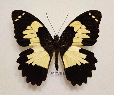 Motyl Papilio euchenor samiec .