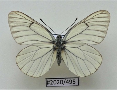Motyl Aporia crataegi samiec.