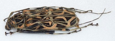 Chrząszcz Acrocinus longimanus +40mm samica.