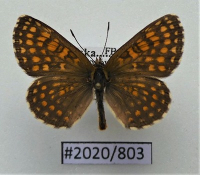 Motyl Melitaea athalia 35mm samiec.