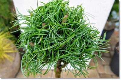 Pinus strobus 'Jamaican Curls' - !!!!!