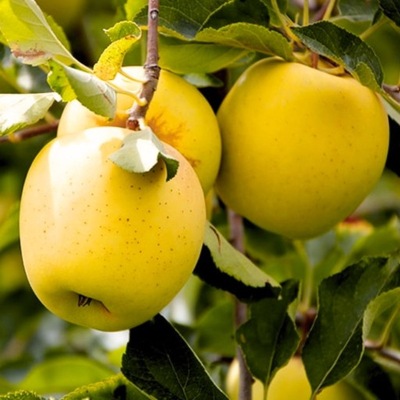 JABŁOŃ GOLDEN DELICIOUS SADZONKA JABŁONI DRZEWKO