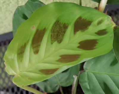 ZIELONA MARANTA LEUONEURA KARCHOVEANA