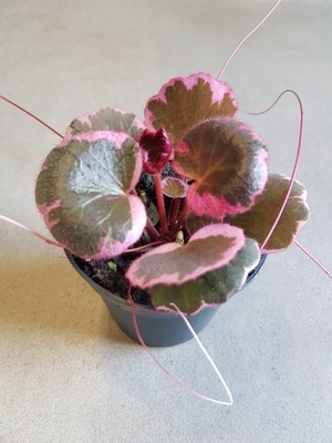 Skalnica rozłogowa 'Tricolor' saxifraga