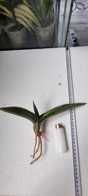 Sansewieria Sansevieria Robusta Variegata Yellow KOLEKCJONERSKA