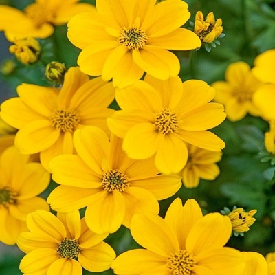 Uczep Złocisty - Złoty Deszcz Nasiona kwiatów