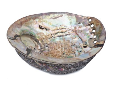 MUSZLA ABALONE shell piękna bardzo duża perłowa podstawka MUSZLA paua 19 cm