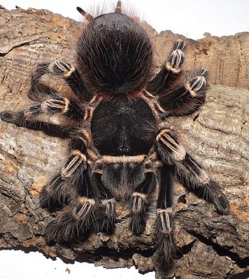 Acanotscuria geniculata (SpidersForge