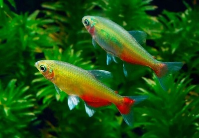 Żwawik rathbuni - Aphyocharax rathbuni - STADNY