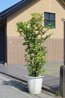 Malinowe drzewko Raspberry Tower