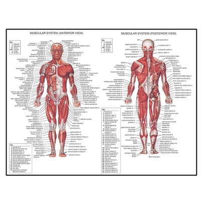 plakaty Anatomia człowieka ciało organy kości obra