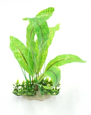 Roślina do terrarium ASPLENIUM DUŻE paproć 30cm n