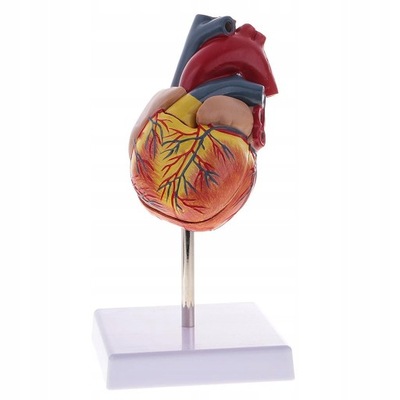 Anatomia człowieka 1: 1 Model zastawki serca