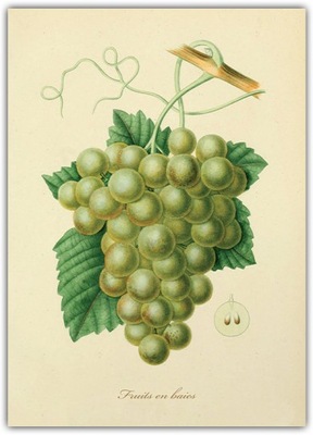 Plakat Vintage Winogrona 50x70 obrazek do winiarni Kuchnia pestki Owoce