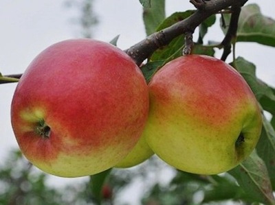 Jabłoń Ligolina - pojemnik (kontener C5)