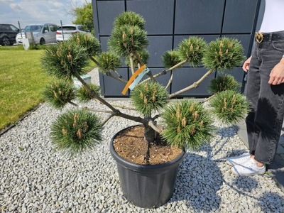 BONSAI FORMOWANY NIWAKI PINUS NIGRA BREPO SOSNA CZARNA BONSAJ FORMOWANE