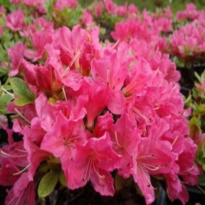 Azalia Japońska ALLOTRIA Rhododendron