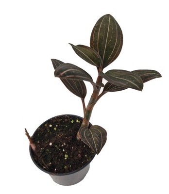 LUDISIA DISCOLOR STORCZYK JUBILERSKI UROCZA ROŚLINA DOMOWA