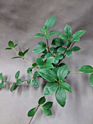 Peperomia PERESKIIFOLIA