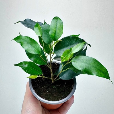 Ficus benjamina Danielle Fikus