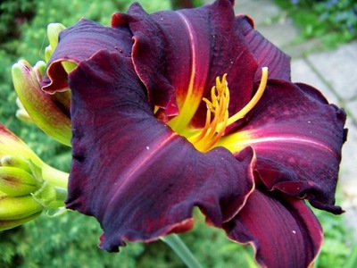 Hemerocallis Liliowiec Super Purple 1 szt